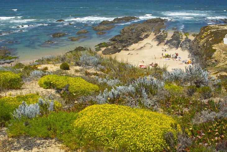 2 costa vicentina flores