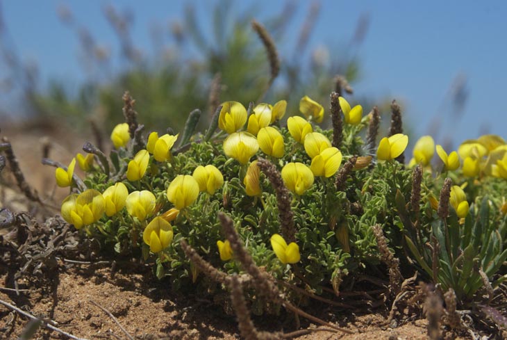 7 costa vicentina flores