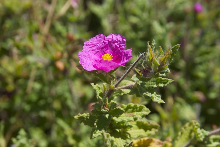 8 costa vicentina flores