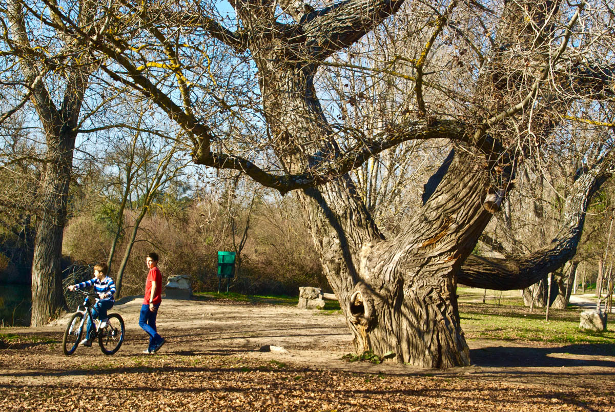 4 arboles singulares bicimap